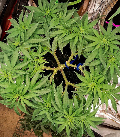 Sour Strawberry fem (Barney's Farm) семена конопли