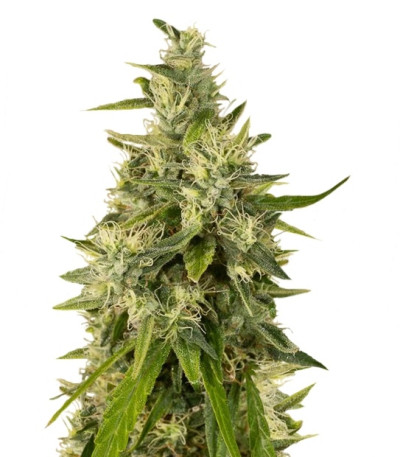 Trainwreck fem (Humboldt Seeds) семена конопли