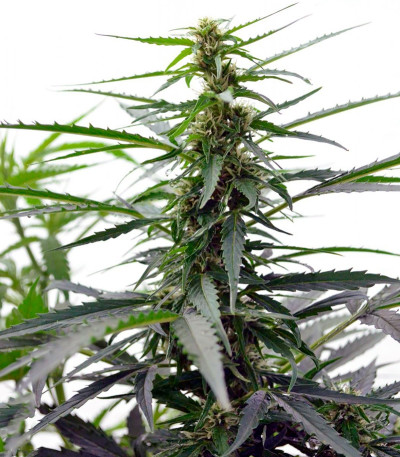 Autoflowering White Russian #1 fem (Serious Seeds) семена конопли