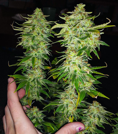 WiFi Kush fem (AlphaFem Seeds) семена конопли