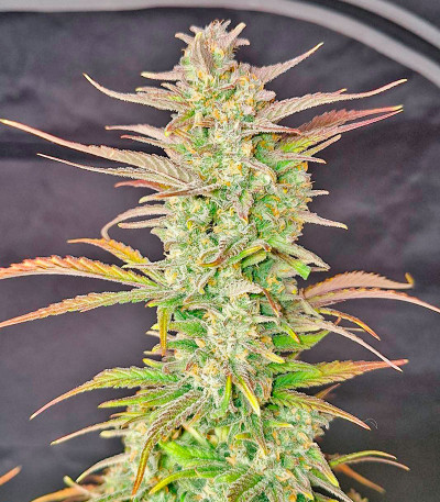 Z-Up Auto fem (FastBuds) семена конопли