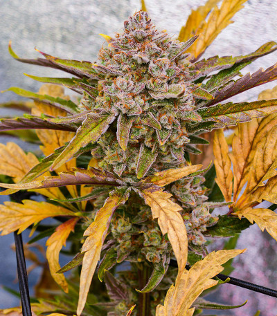 Apricot Auto fem (FastBuds) семена конопли