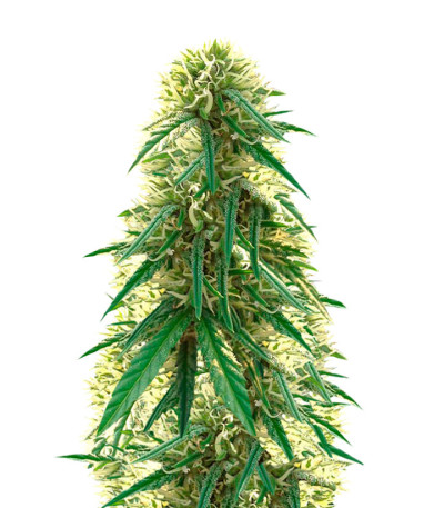 Choco Bud fem (Vision Seeds) семена конопли