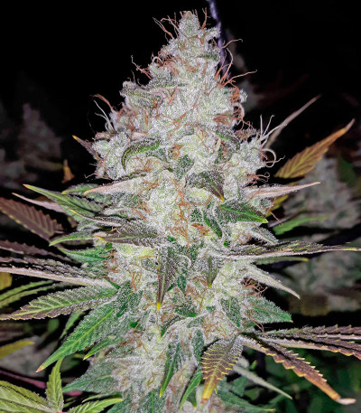 Grandaddy Purple fem семена конопли