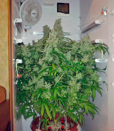 Jack Herer fem каннабис