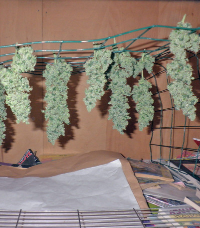 Семена марихуаны Moby Dick