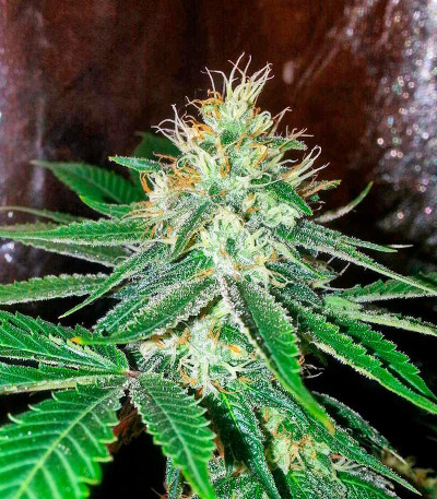 707 Truthband by Emerald Mountain fem семена конопли