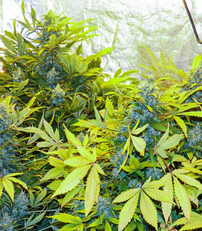 Ak Skunk fem (Kalashnikov Seeds) семена конопли