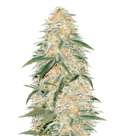 AK-77V fem (Victory Seeds) семена конопли