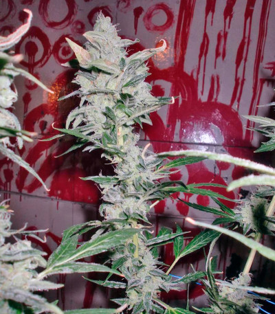 Auto Tutankhamon fem (Pyramid Seeds) семена конопли