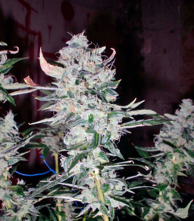 Auto Tutankhamon fem (Pyramid Seeds) семена конопли