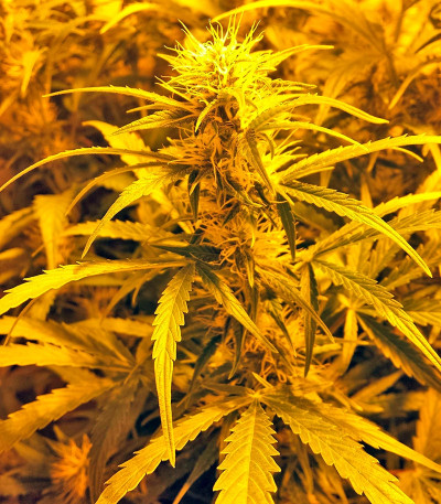 Auto Xtreme fem (Dutch Passion) семена конопли