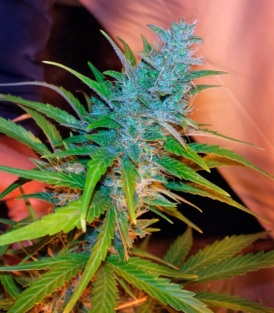 Auto Xtreme fem (Dutch Passion) семена конопли