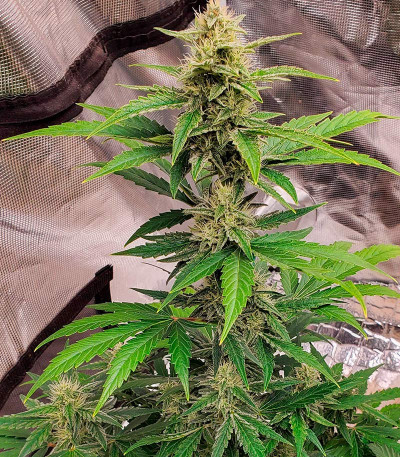 Banana Daddy Auto RBX2 fem (Ethos Genetics) семена конопли