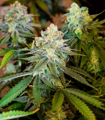 Banana Rapids fem (Dr. Krippling Seeds) семена конопли