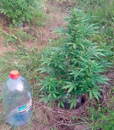 CBD Auto Compassion Lime fem (Dutch Passion) семена конопли