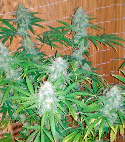 Critical + 2.0 Autoflowering fem семена конопли