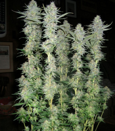 Crazy Miss Hyde fem (Samsara Seeds) семена конопли