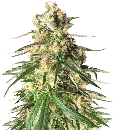 Haze 1 (Amnesia Haze) reg (Nirvana Seeds) семена конопли