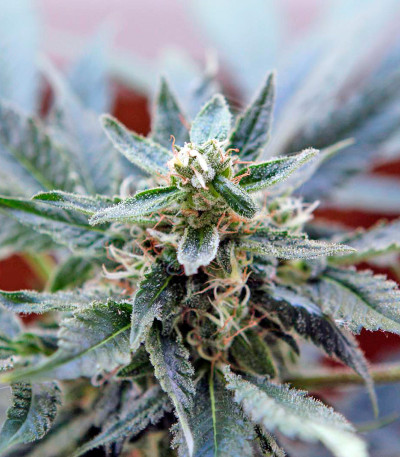 Karibeña (Karibbean Mango) fem семена конопли