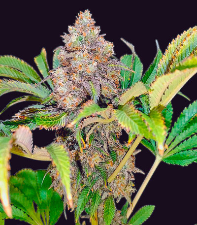 Lemonpaya fem (FastBuds) семена конопли