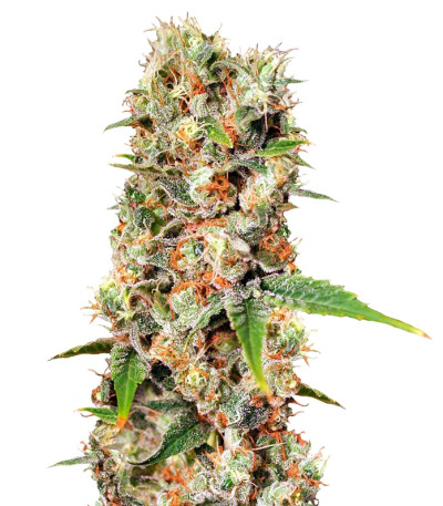 Missing In Barcelona fem семена конопли