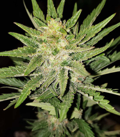 Bruce Banner (Monster Genetics) семена конопли