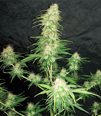 Orange Buddy Auto fem (Herbies Seeds) семена конопли