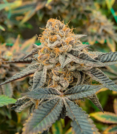 Poddy Mouth fem (Humboldt Seed Company) семена конопли