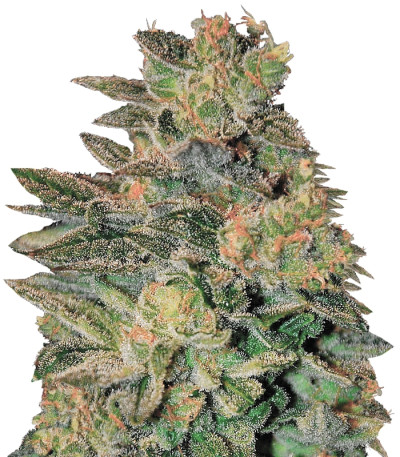 Spiritual Punk fem (Samsara Seeds) семена конопли