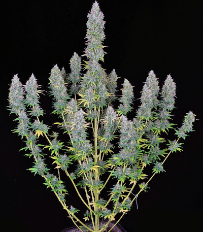 Serious Happiness fem (Serious Seeds) семена конопли