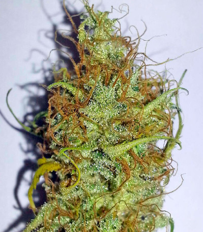 Shark Shock CBD fem семена конопли