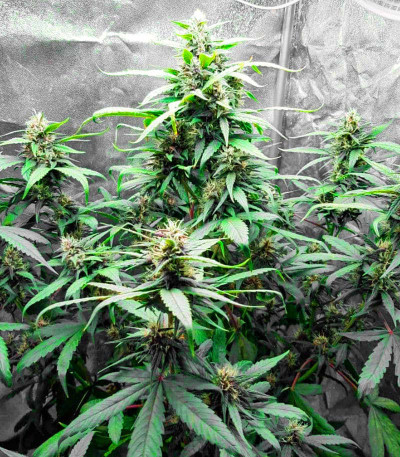 Tropicana Cookies Auto fem ( Cali Buds Seeds) семена конопли