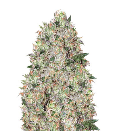 Tom Kush OG fem (Vision Seeds) семена конопли