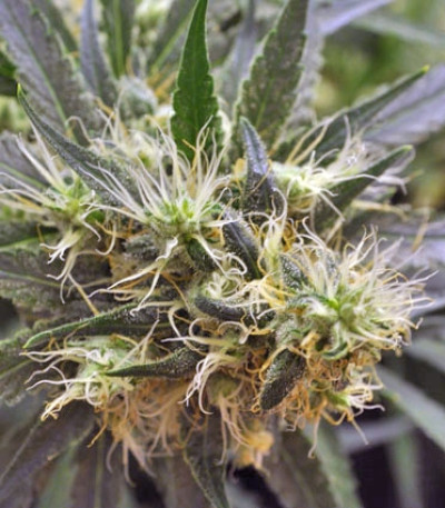 Violator Kush fem (Barney's Farm) семена конопли