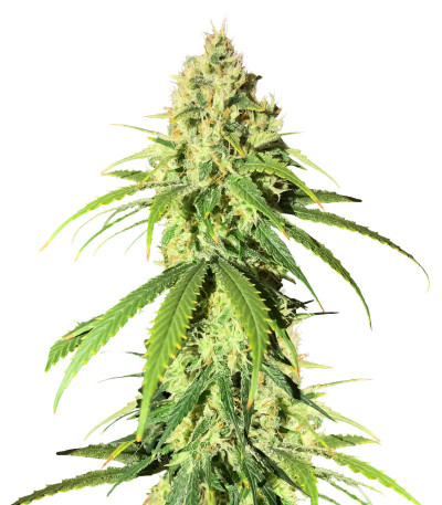 Vitality fem (AlphaFem Seeds) семена конопли
