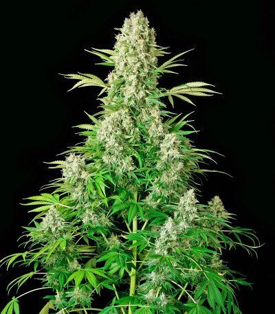 White Russian fem (Serious Seeds) семена конопли