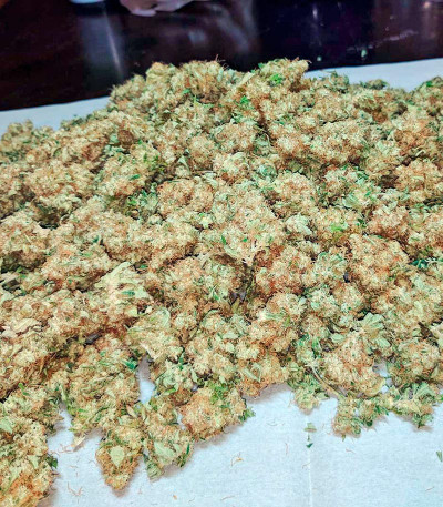 White Widow fem (Dinafem Seeds) семена конопли