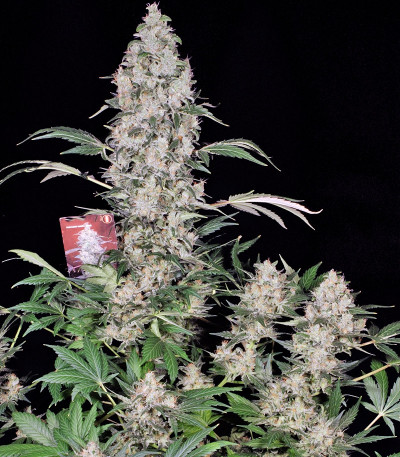 Ak 47 fem марихуана