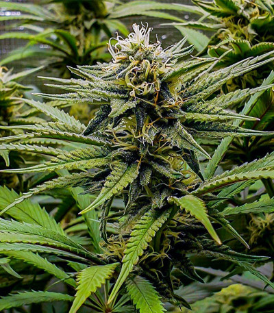 Wedding Cheesecake FF fem (FastBuds) семена конопли