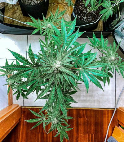 Eleven Roses fem (Delicious Seeds) семена конопли