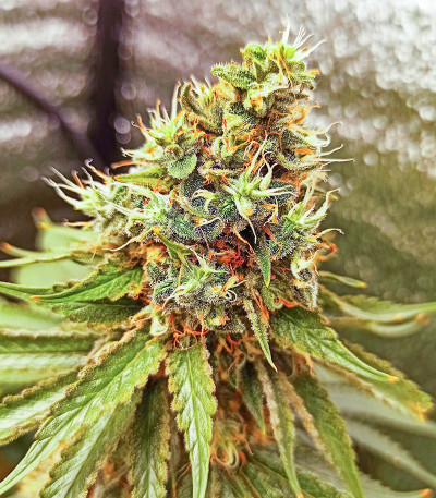 AK Kush fem (Kalashnikov Seeds) семена конопли
