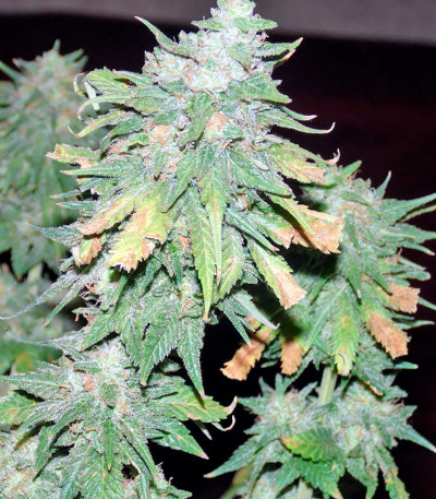 Afghan Kush X Yumbolt fem (World of Seeds) семена конопли