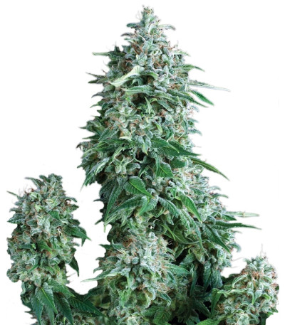 Anubis fem (Pyramid Seeds) семена конопли