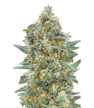 Auto Critical Lemon CBD (Advanced Seeds) семена конопли
