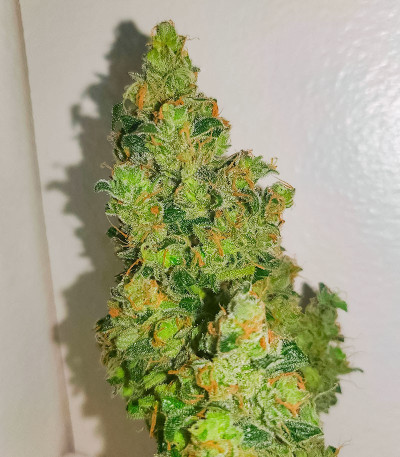 Auto Fire DOG fem (Advanced Seeds) семена конопли