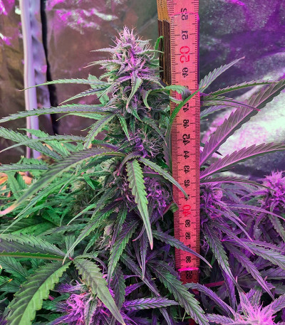 Семена каннабиса Auto Cinderella Jack