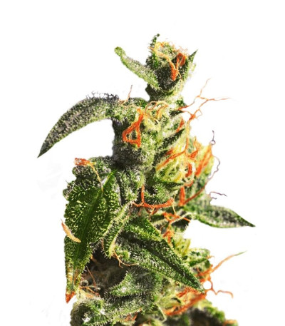 Diesel Glue (BCN Diesel) fem семена конопли