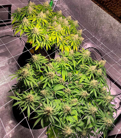 Banana Rapids fem (Dr. Krippling Seeds) семена конопли