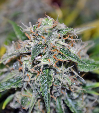 Big Devil #2 Auto fem (Sweet Seeds) семена конопли